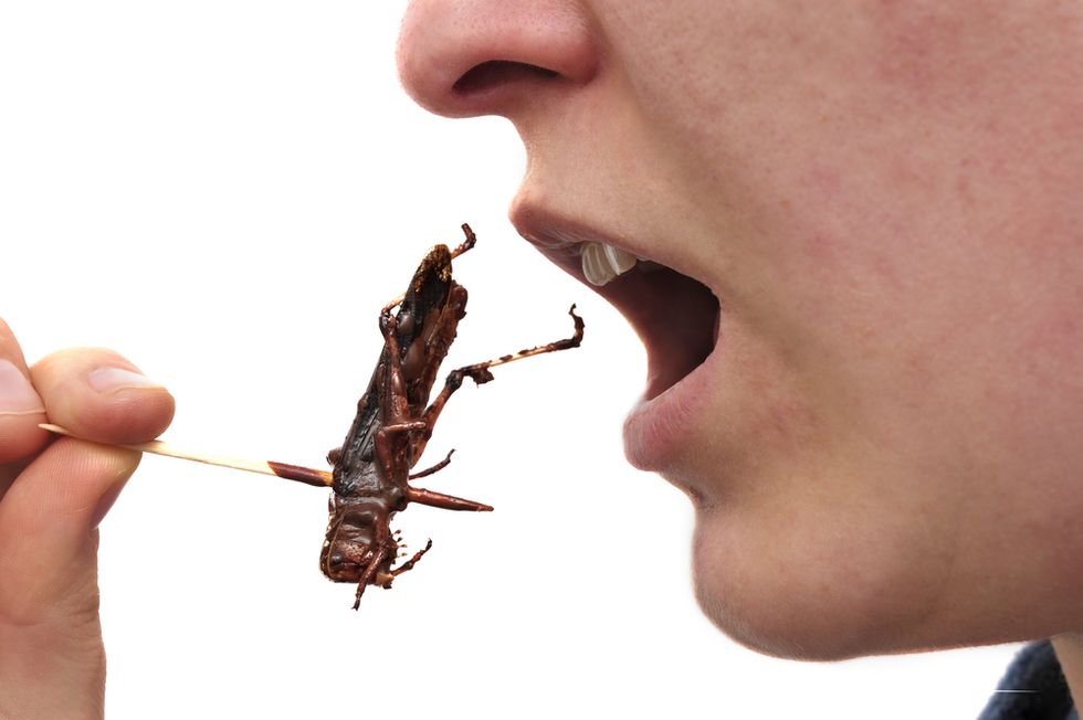 why shouldnt you eat bugs