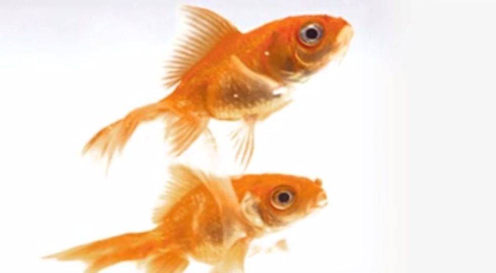 This is water speech summary image