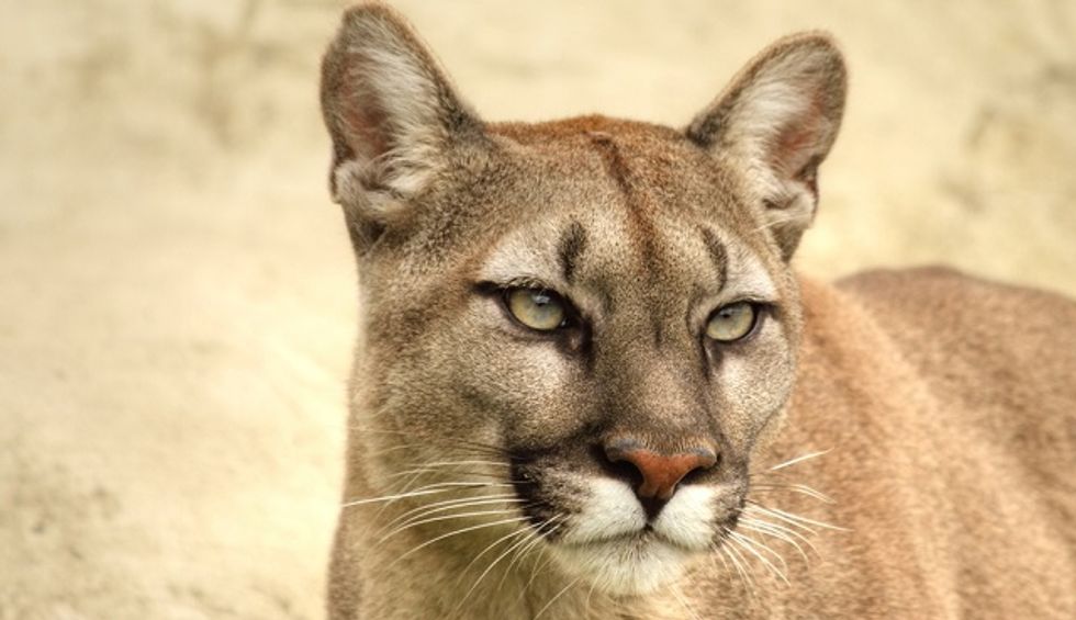 Sign Of The Cat: The Cougar Is Back - Big Think