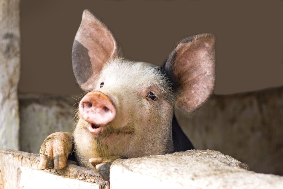 Japan Creates a Pig that Grows Human Organs