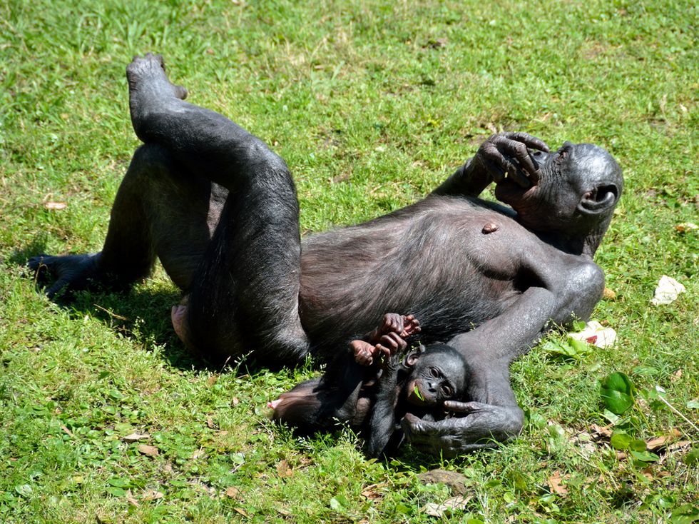 Bonobo Taboos: Examining the Primate Hippy Image