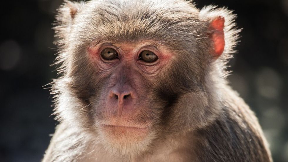 While Chimp Experiments End, Monkey Experiments Continue - Big Think