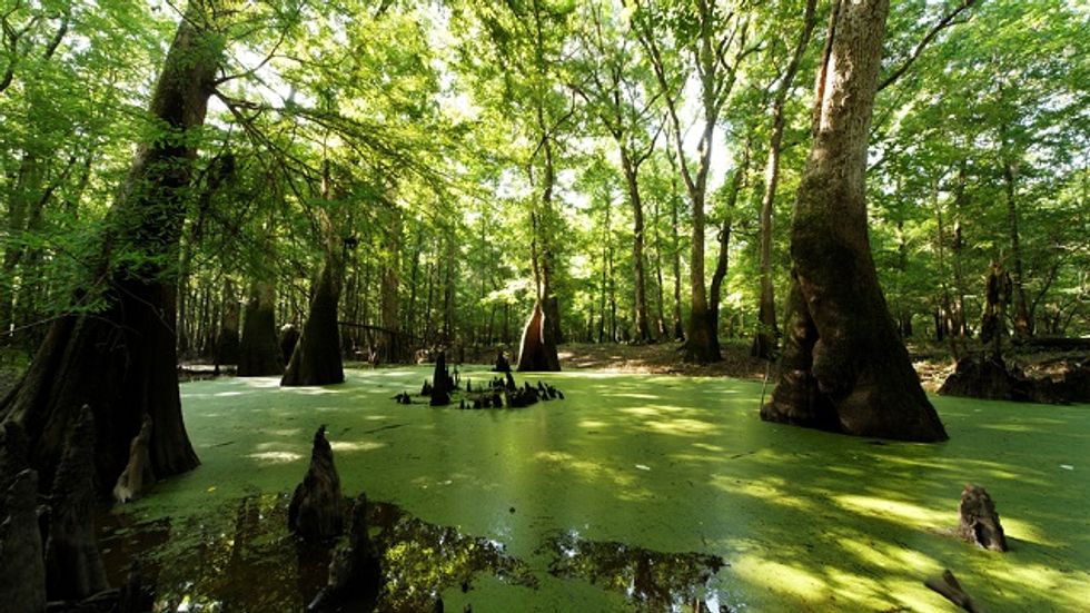 Found: An Ancient Underwater Cypress Forest - Big Think