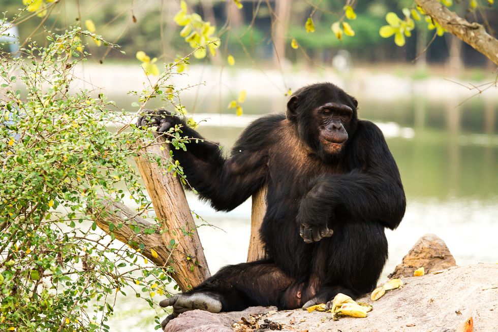 Will Chimpanzee Test Ban Kill More Chimpanzees? - Big Think