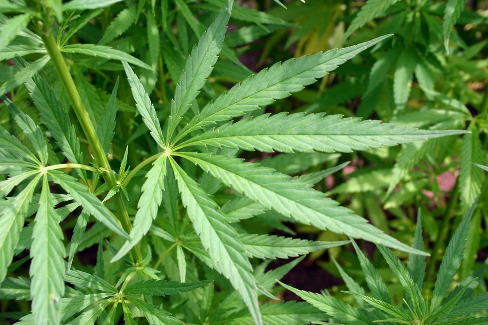 The Truth About Hemp: An Interview with Chris Conrad