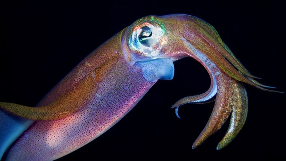 Night Vision Camouflage, Inspired By Squid