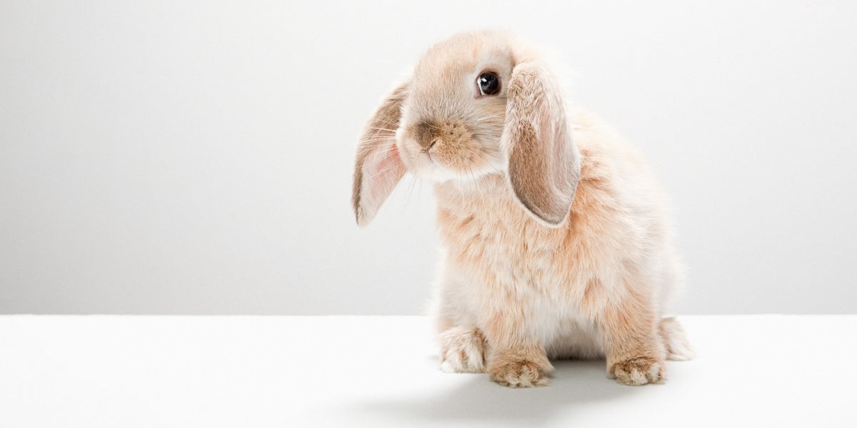 California Bans Animal Testing for Beauty Products