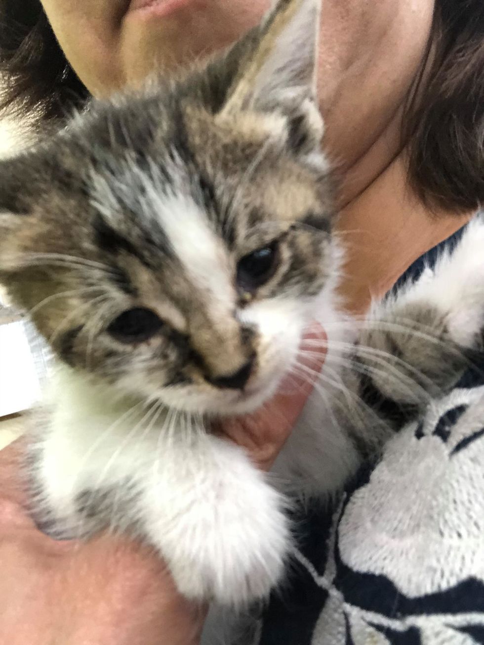 Employee Hears Kitten's Cries and Finds Kitty in Shopping Cart - They ...