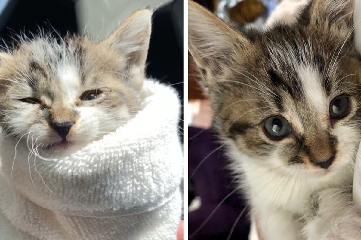 Employee Hears Kitten's Cries and Finds Kitty in Shopping Cart - They Rush to Get Him Help