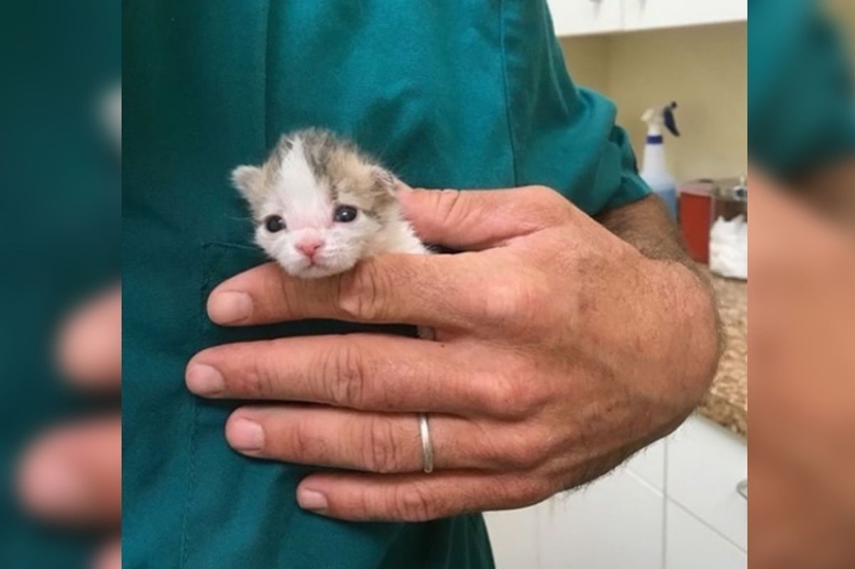 Young Woman Saves Kitten Who Was Found in Dirt While Others Have Given Up
