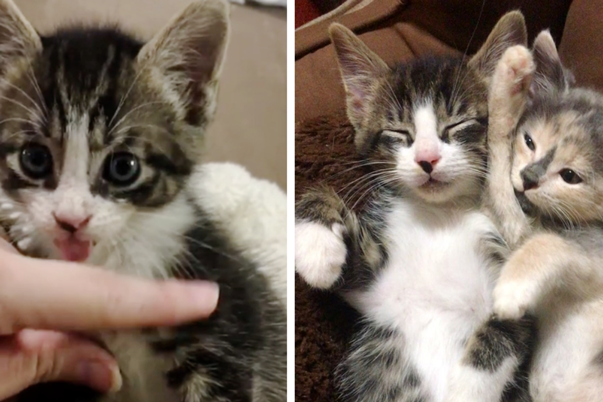 Kitten With Tremors Finds Cuddly Friends (Kitten and Dog) Who Help Him Heal