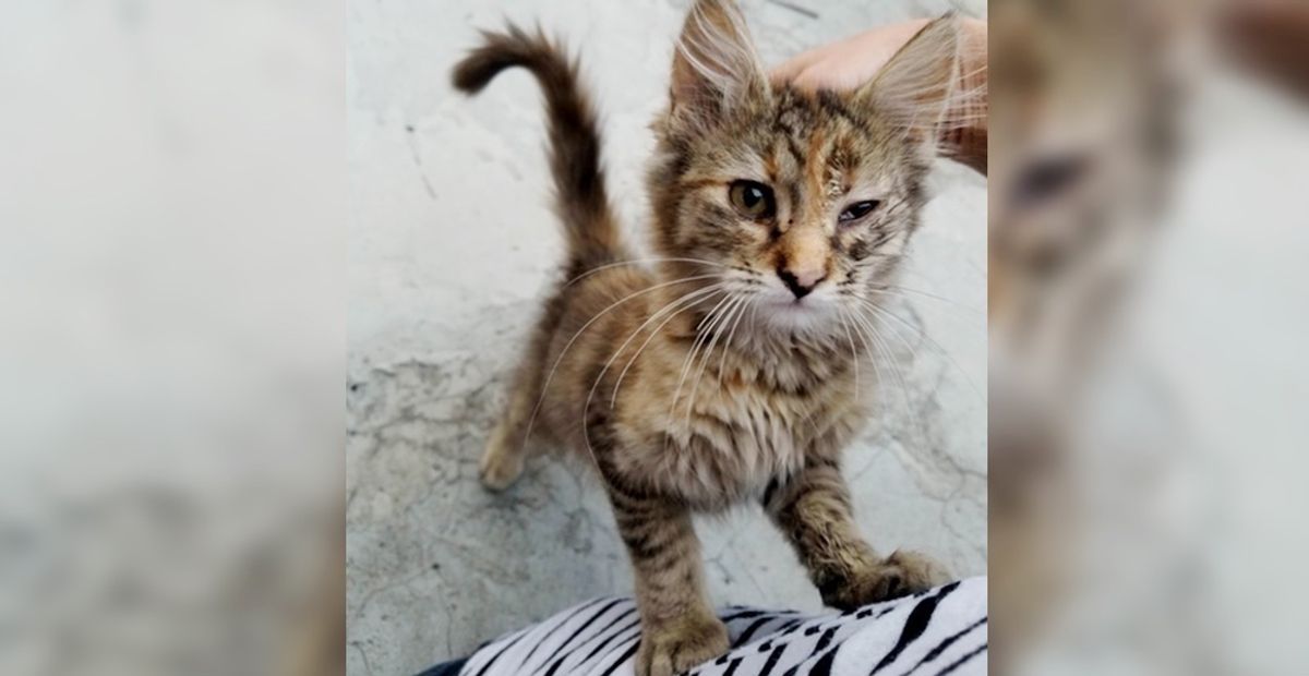 Kitten Found Under Street Lamp Stops Crying and Starts Purring When She Finds Someone to Love