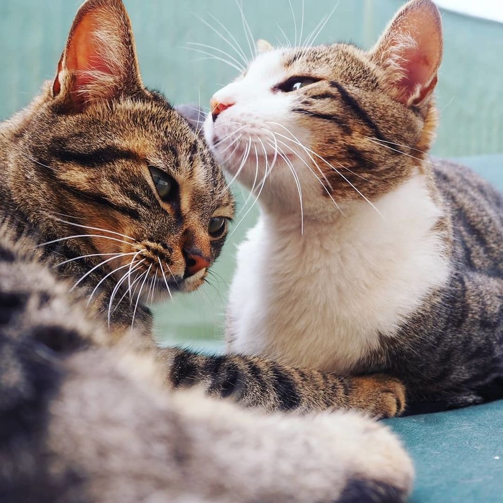22 Things That Prove Cats Can Be — If I’m Being Honest — Gigantic Assholes
