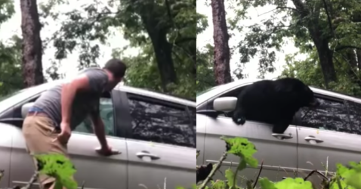 Black Bear Escapes Van In Dramatic Fashion By Smashing Through Window In Viral Video ðŸ˜®