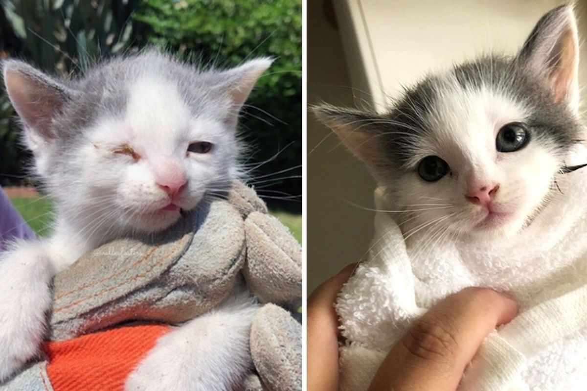 Man Heard Kitten's Cries in Backyard and Found 3 Kitties Needing Help
