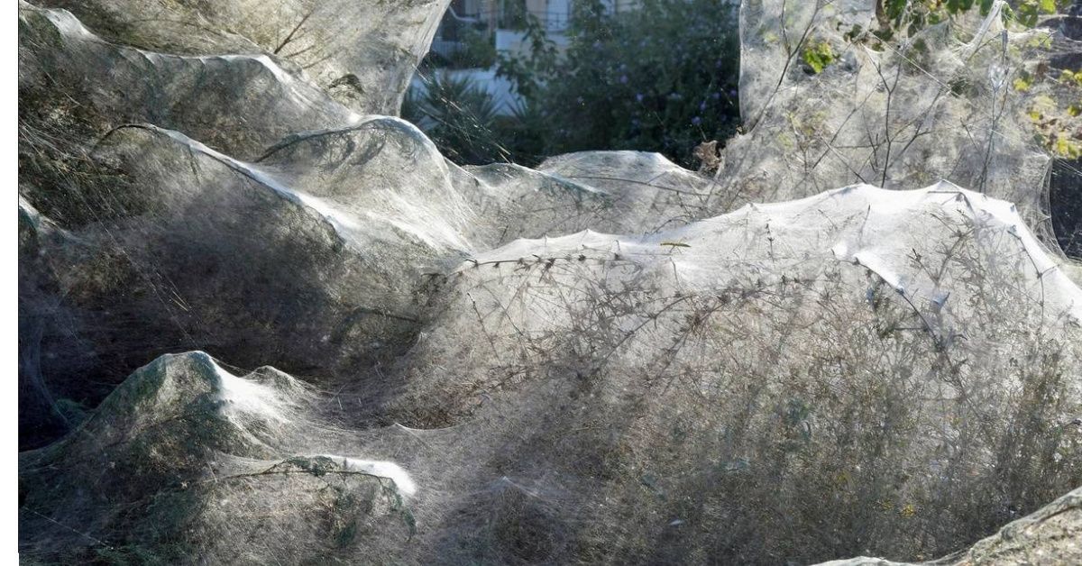 Spiders In Greece Have Spun A Web That Stretches Over 1,000 Feet For What Scientists Are Calling A 'Spider Party' 😱