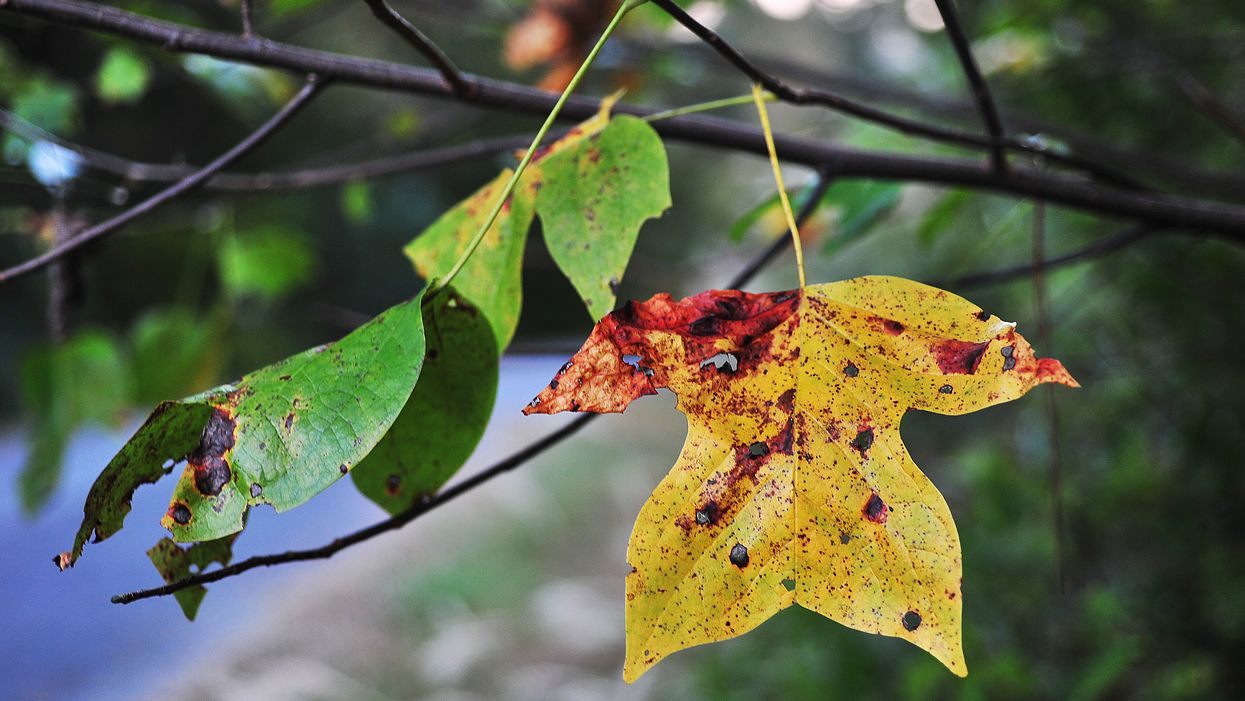 This is what fall looks like in places that aren't the South