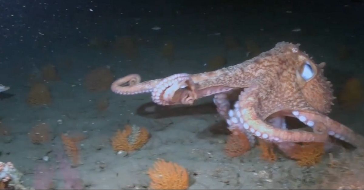 Scientists Gave Ecstasy To Octopuses And Find That They Have A Lot In Common With Humans