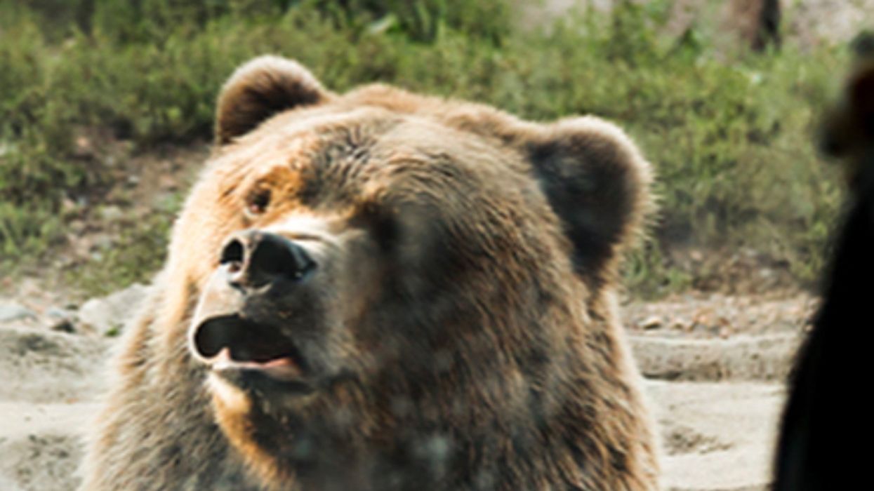 This Couple's Wedding Ceremony Was Photobombed By A Bear