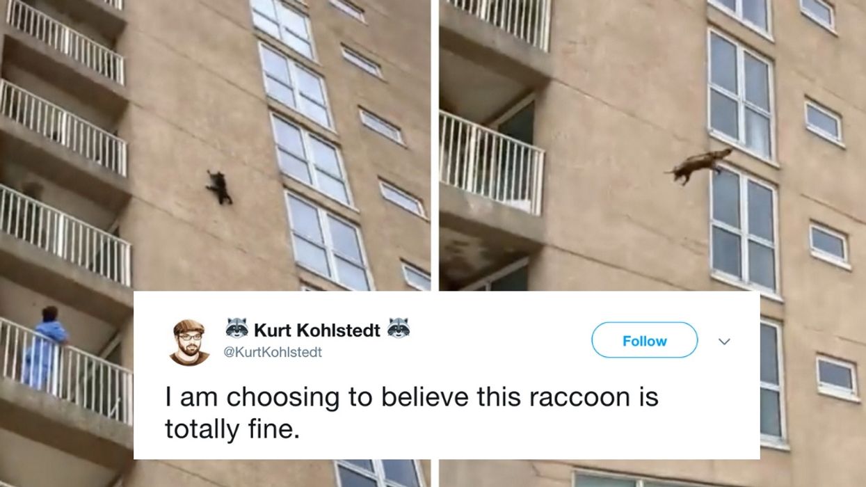 Raccoon Gives Onlookers A Shock After Scaling Apartment Building And Jumping Off Like A Flying Squirrel 😮