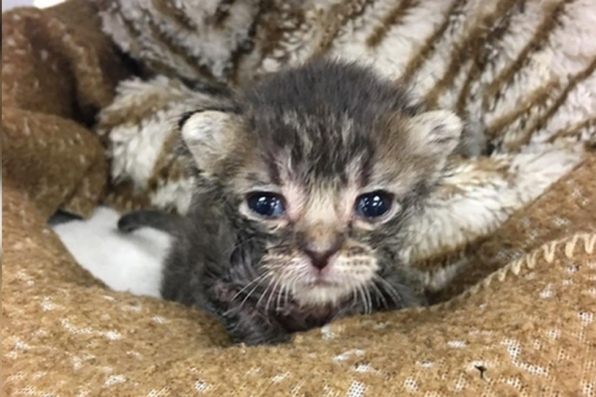 Kitten Found on Hot Asphalt, Beat the Odds When No One Knew He Would Survive