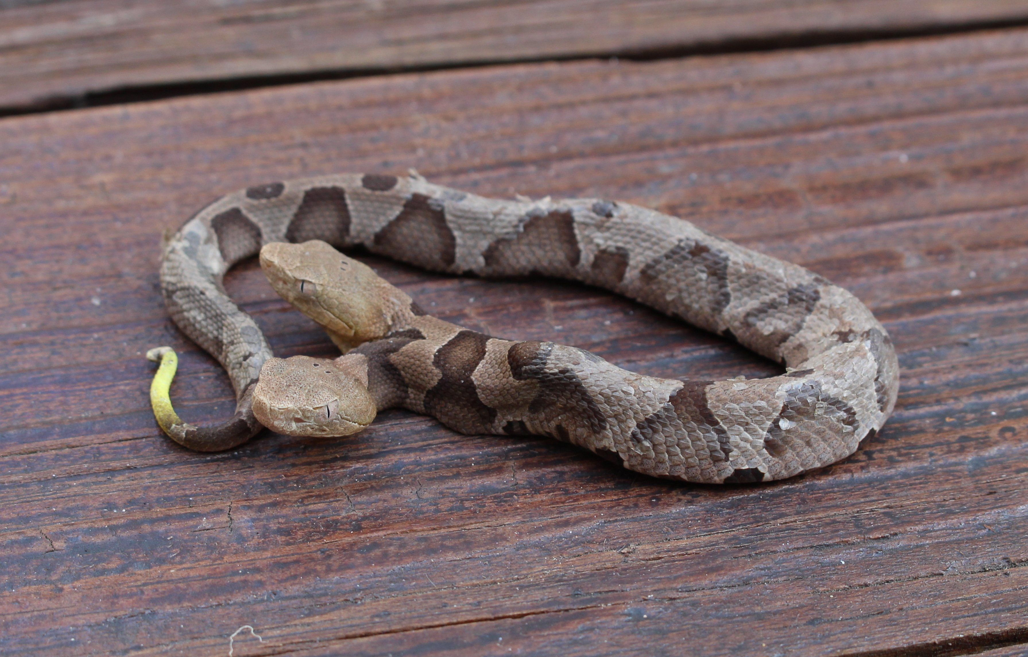 Virginia resident found rare two-headed copperhead snake - It's a