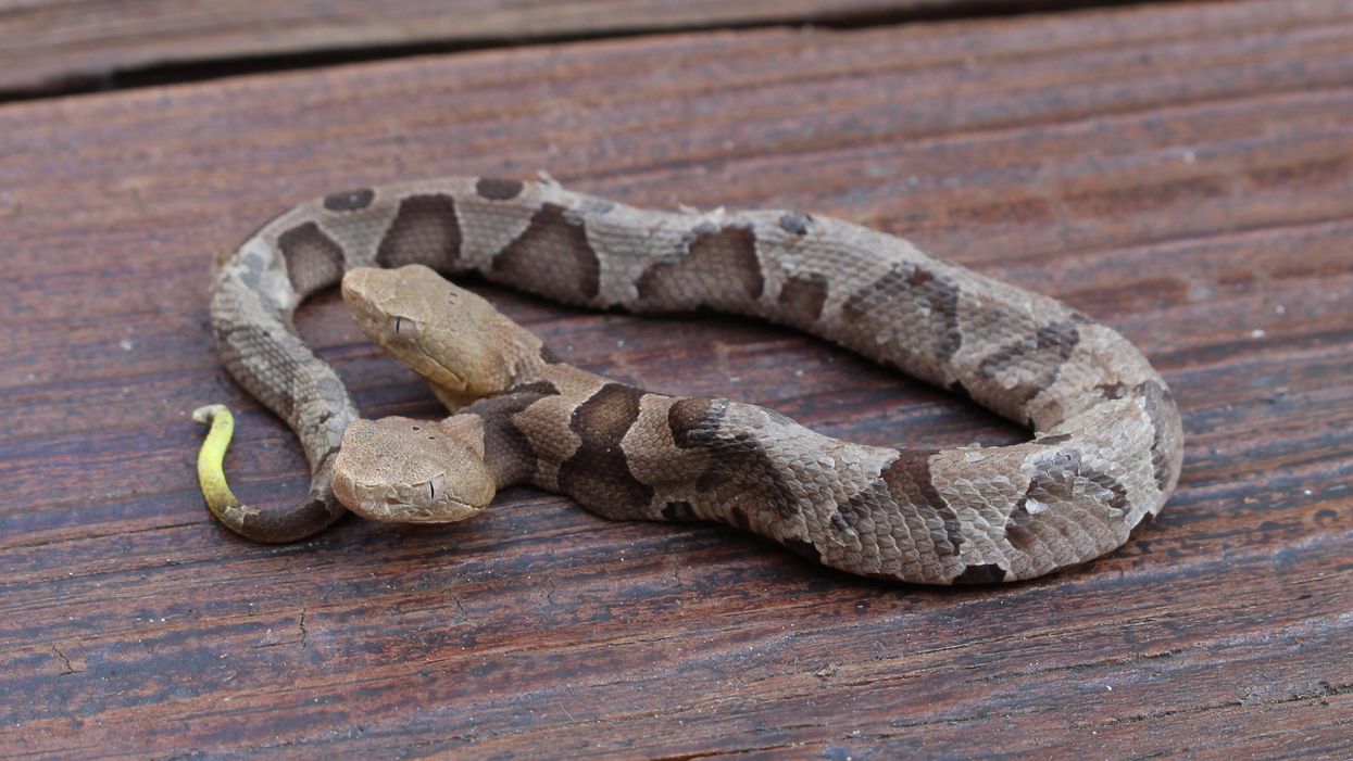 Virginia resident found rare two-headed copperhead snake