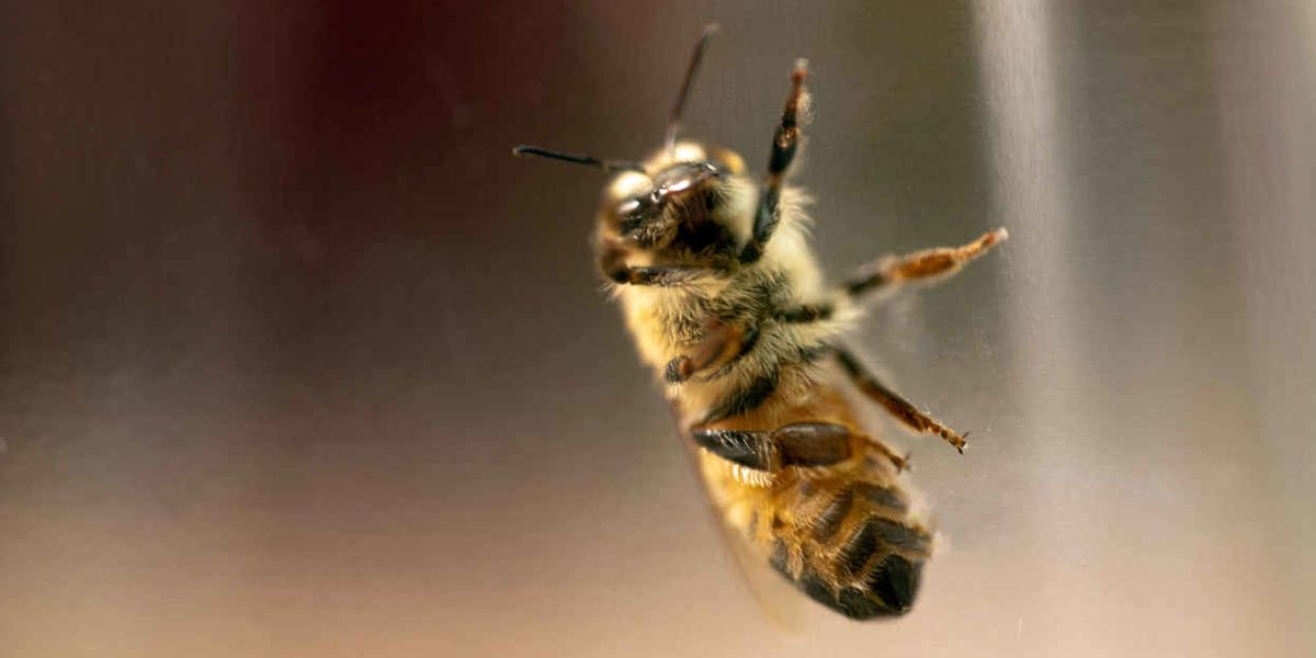Active ingredient in Monsanto’s Roundup hurts honey bee guts
