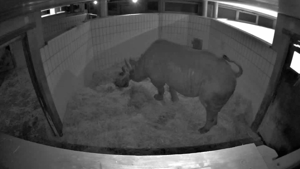 With perfect timing, this rhino gave birth on World Rhino Day