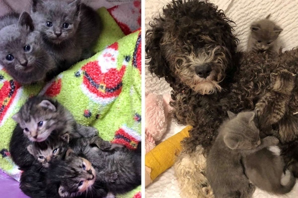 Kittens Who Need a Mom, Find Love in Rescued Dog Who Misses Her Pups