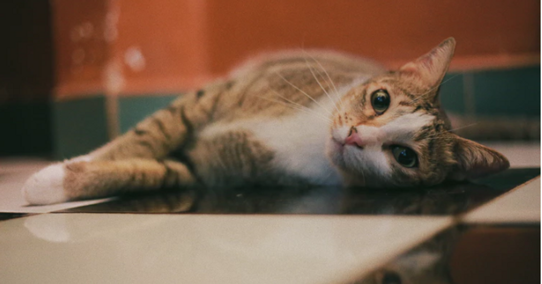 Unsplash- Cat