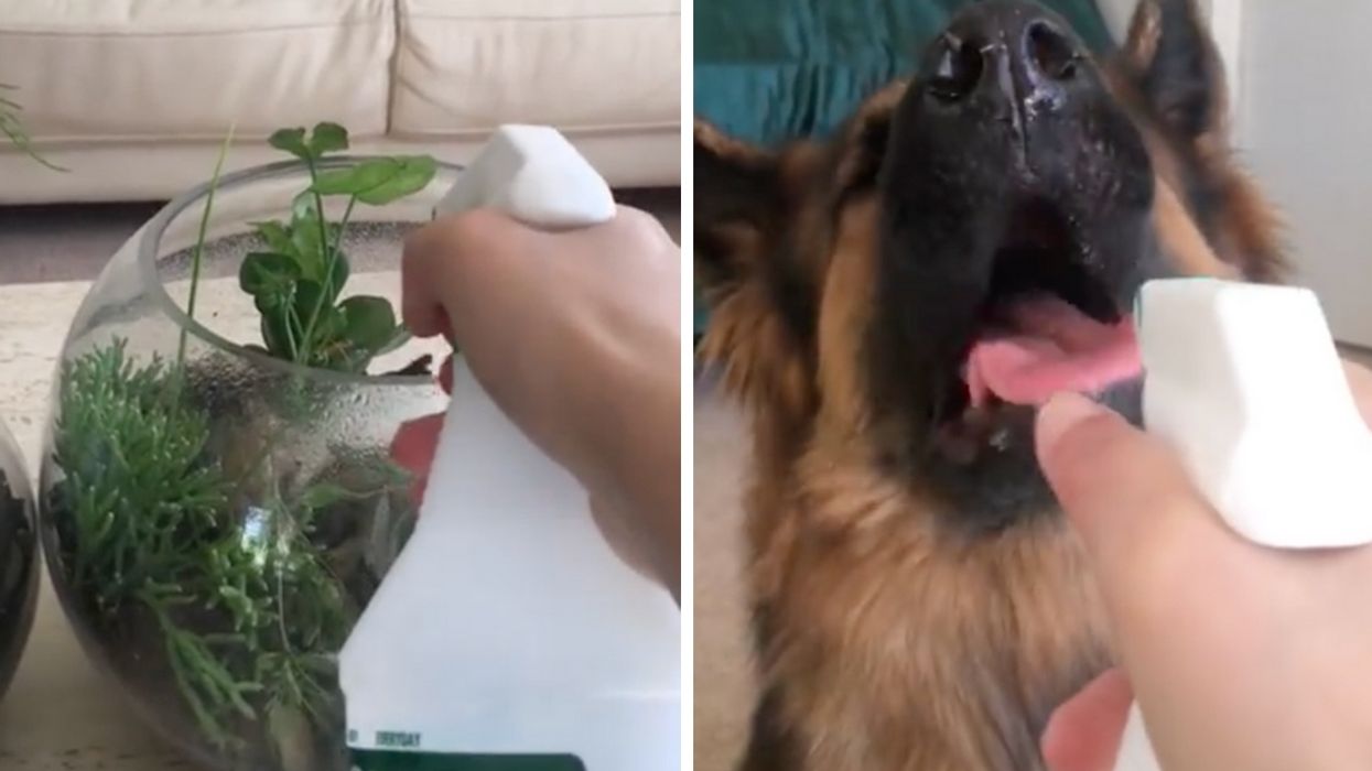 Viral Video Of Dog Waiting Patiently To Be Watered After The Plants Is Delightfully Pure 🐕❤️