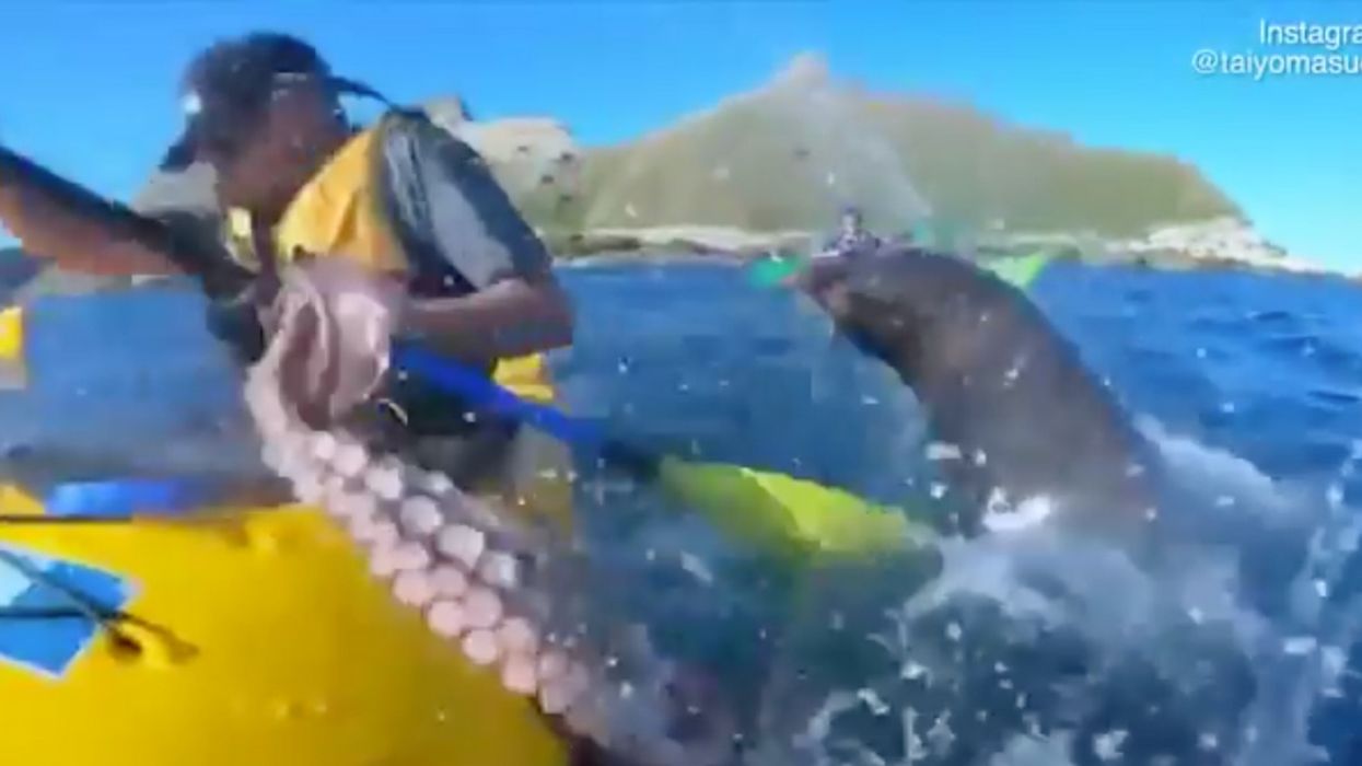 Seal Slaps Kayaker In The Face With A Giant Octopus In Surreal Video 😮