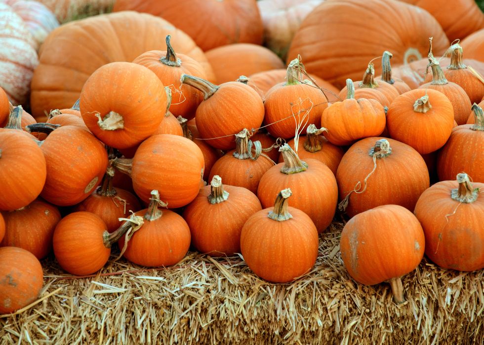 Totally Not Basic Pumpkin Painting Ideas For This Fall