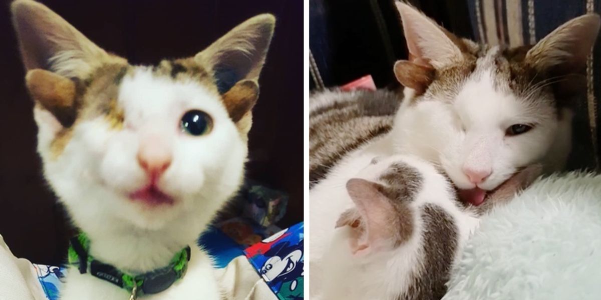 Rescued Kitten with 4 Ears Meets His Little Brother Who Also Has Extra ...
