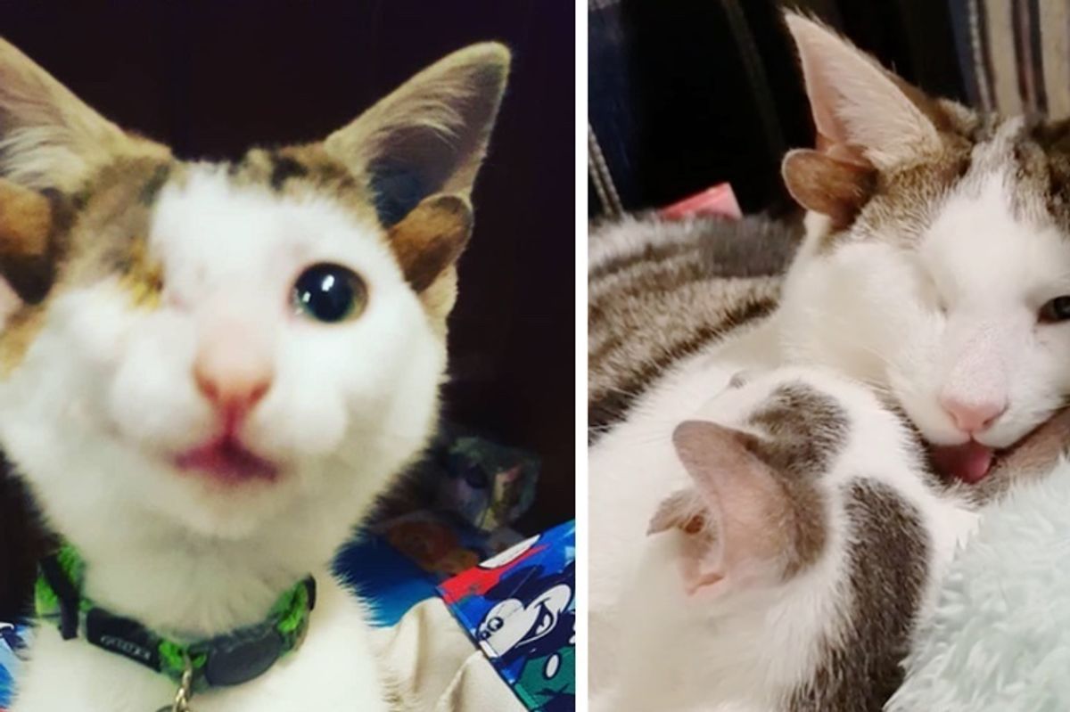 Rescued Kitten with 4 Ears Meets His Little Brother Who Also Has Extra Ears, for the First Time
