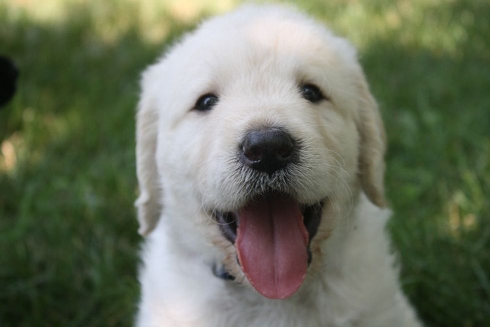 5 Cute Puppies Just To Make You Smile