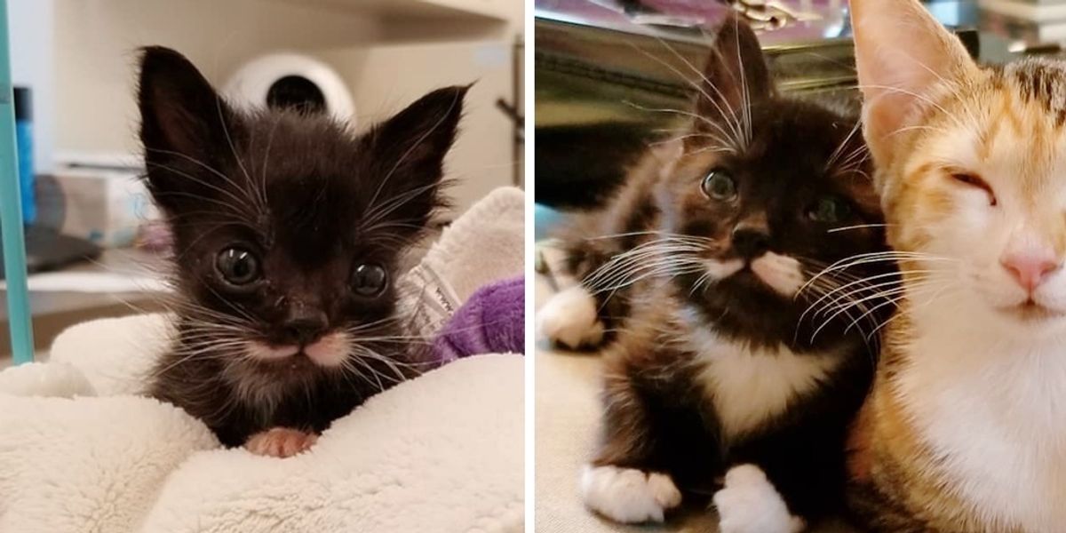 Kitten Who Couldn't Grow, Found Someone Who Never Gave Up on Him - Love