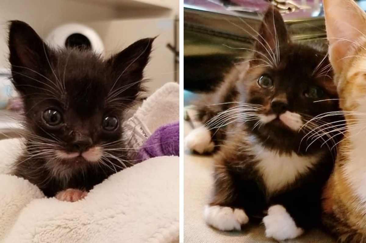 Kitten Who Couldn't Grow, Found Someone Who Never Gave Up on Him - Love