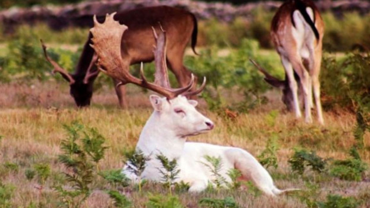 19-Year-Old Amateur Photographer Captures A 'One-In-A Million' Shot Of Sneezing White Stag