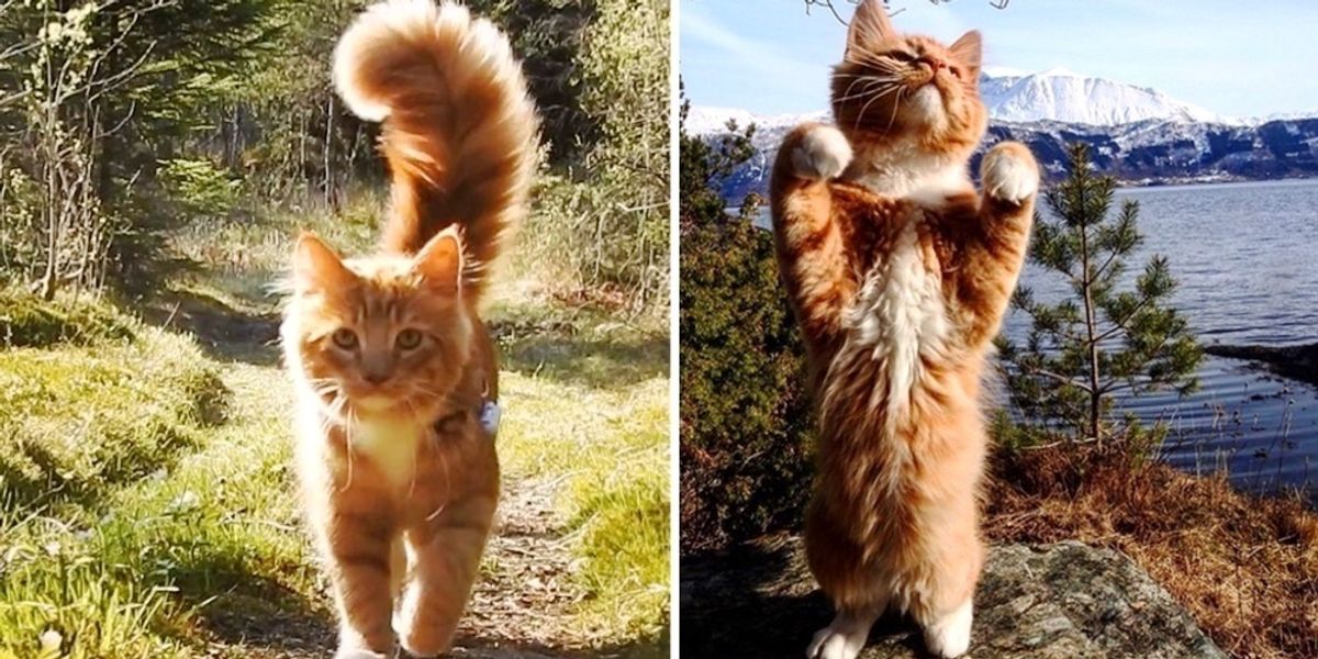 Kitten Follows His Humans Loyally Everywhere They Go After They Gave