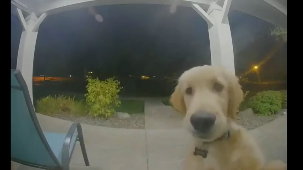 This Doorbell-Booping Puppy Is Smarter Than Your Average Pooch