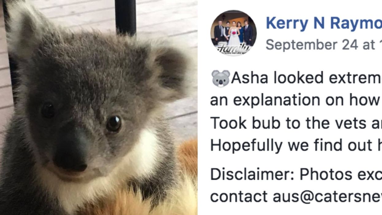 A Baby Koala Was Found Cuddling With A Golden Retriever And Our Hearts Just Melted 😍