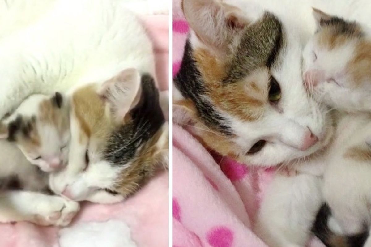Cat Mom Rescued Along with Her Surviving Kitten - She Wouldn't Let Her Go