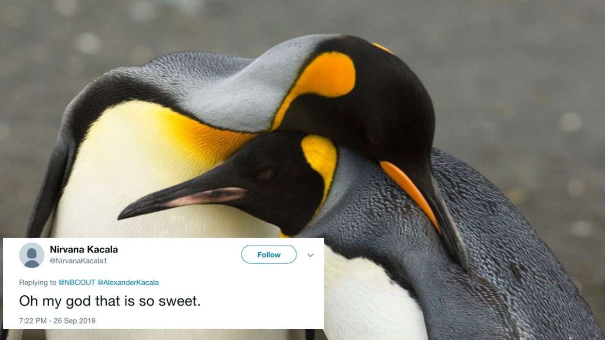 Gay Penguin Couple 'Kidnaps' Neglected Chick At Demark Zoo—And Steals Hearts In The Process ❤️