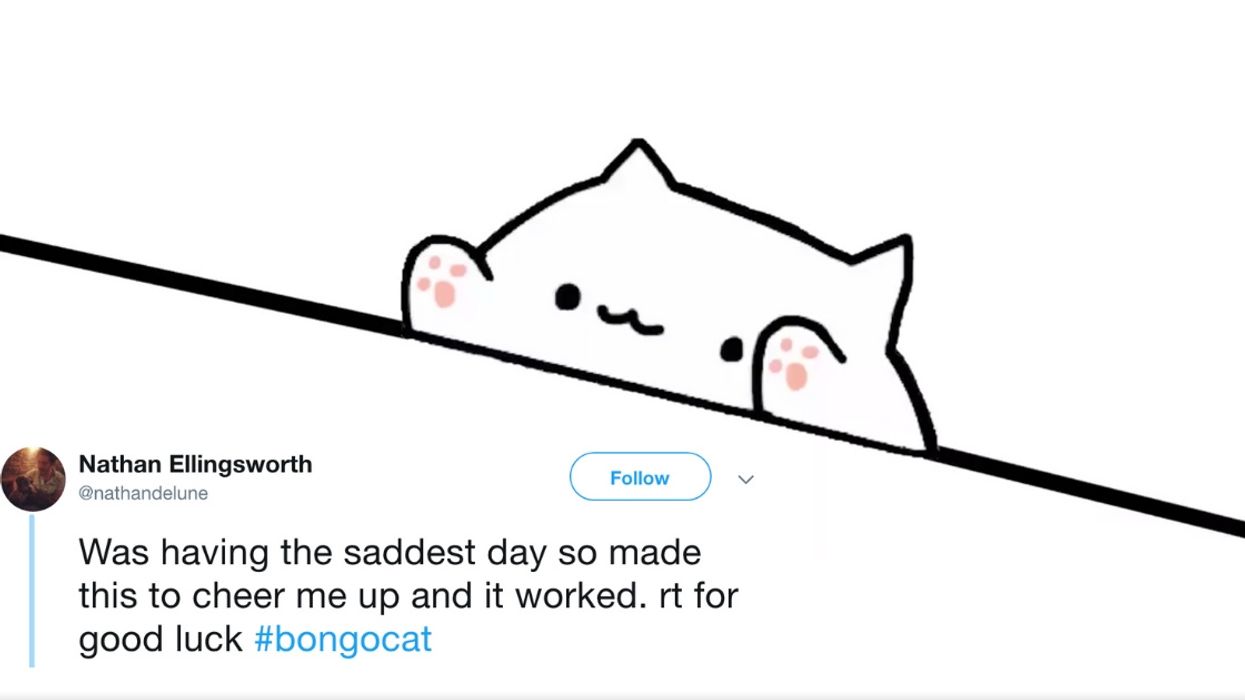 Bongo Cat Is The Wholesome Meme We All Need More Of Right Now 😻