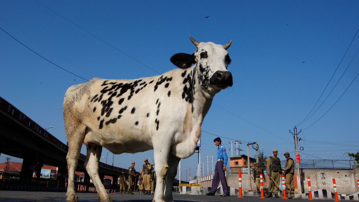 Up to 70 cows could be roaming the streets outside Atlanta, tell your cowboy friends to come help