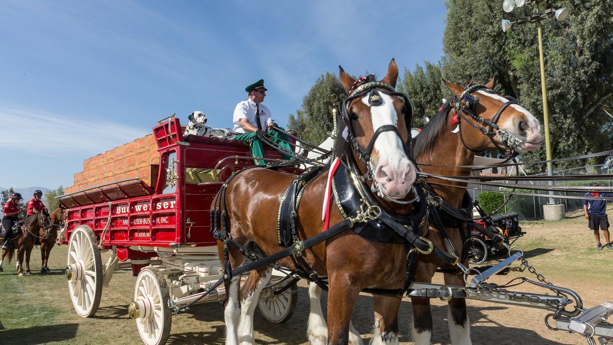 Budweiser Clydesdales visit Oklahoma City to celebrate new beer and wine law