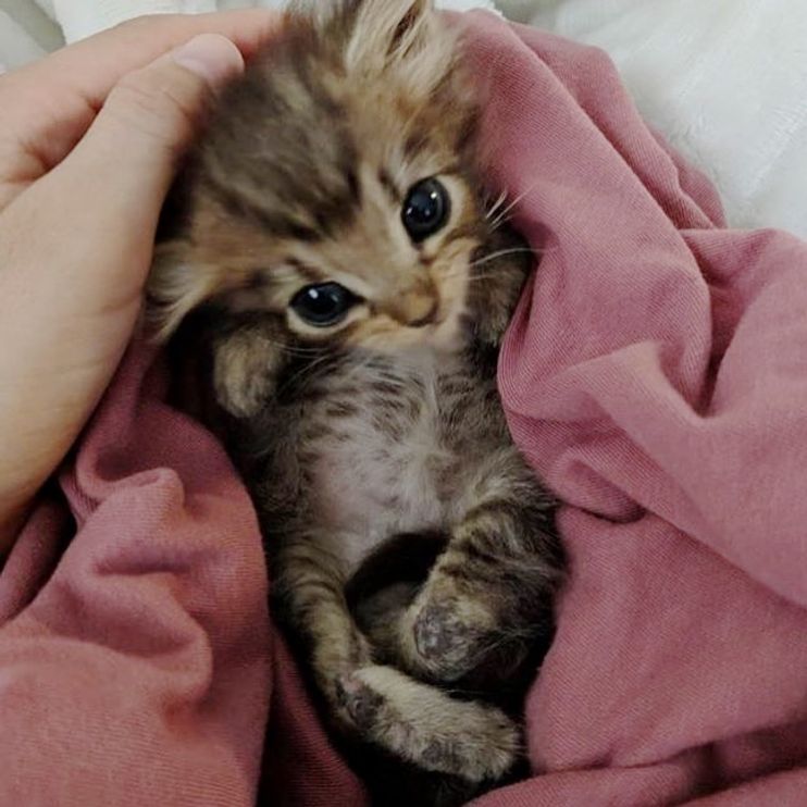 Woman Rescued Kitten Born With Backwards Legs While Others Decided to Give Up - Love Meow Woman Rescued Kitten Born With Backwards Legs While Others Decided to Give Up - Love Meow