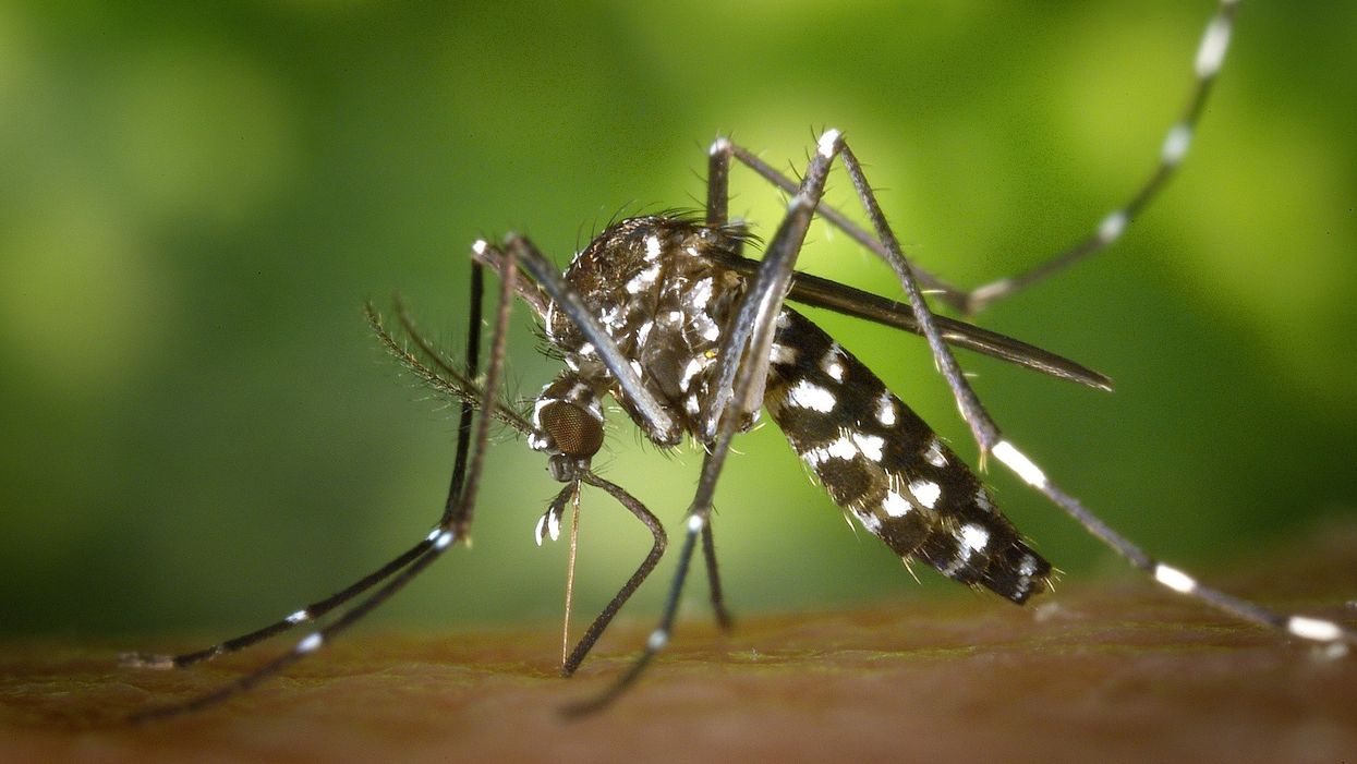 'Mega mosquitoes' in North Carolina are big enough that their bites can feel like you've been stabbed